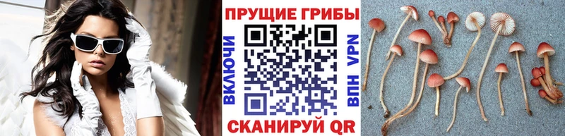 Галлюциногенные грибы мухоморы  где можно купить   Беслан 